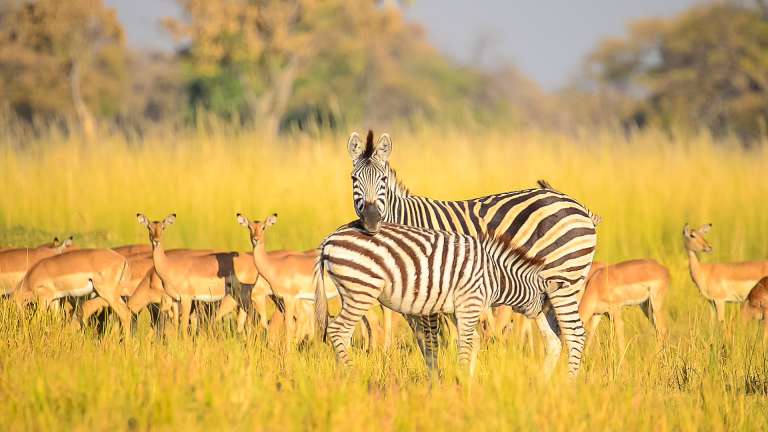 Okavango delta game viewing