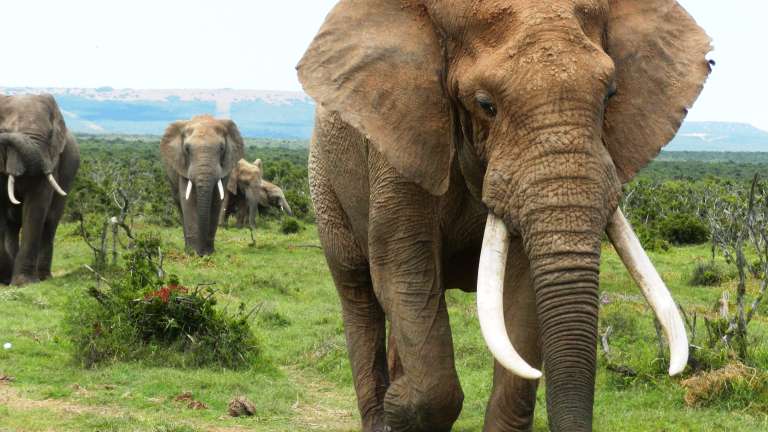 Addo elephant national park Elephants