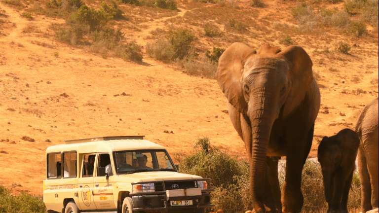 Tour vehicle behind Elephants in Addo