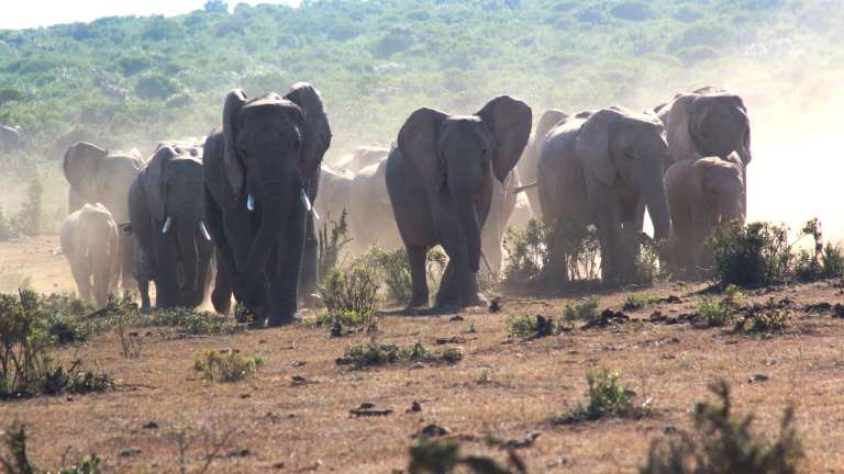 Elephant breeding herd in Addo 