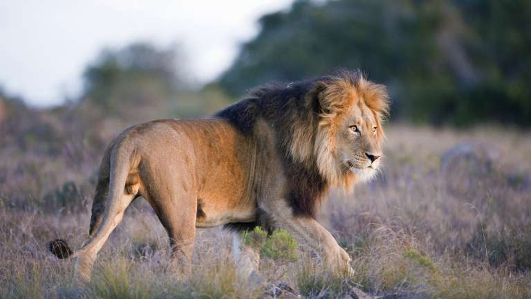 Lion at Amakhala game reserve