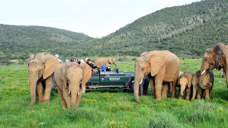 Elephants by game drive vehicle in Kariega game reserve
