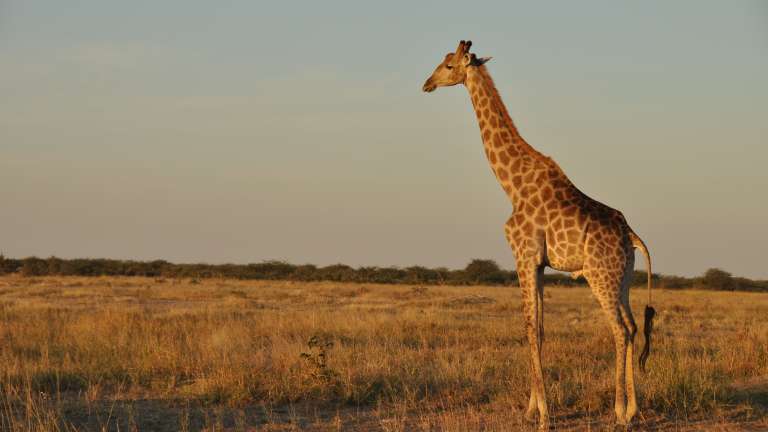 Giraffe in Savuti