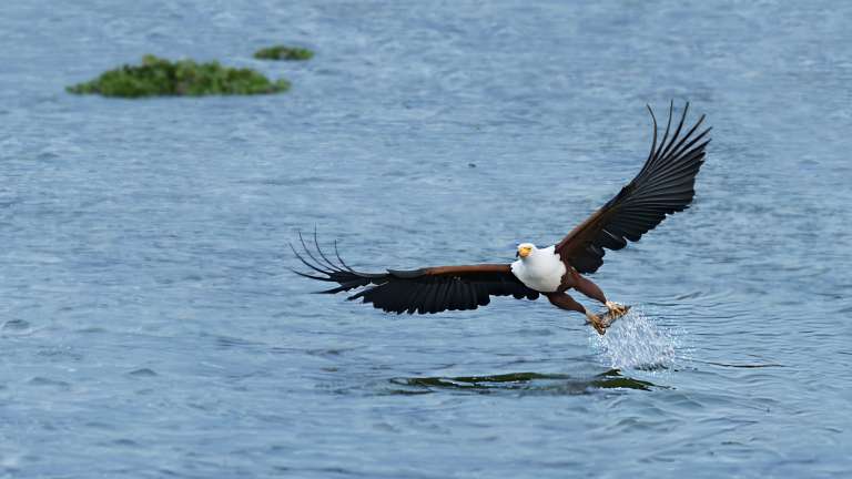 Fish eagle in lake Naivasha, Kenya