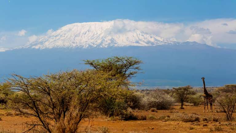 Mount kilimanjaro and giraffe in amboseli