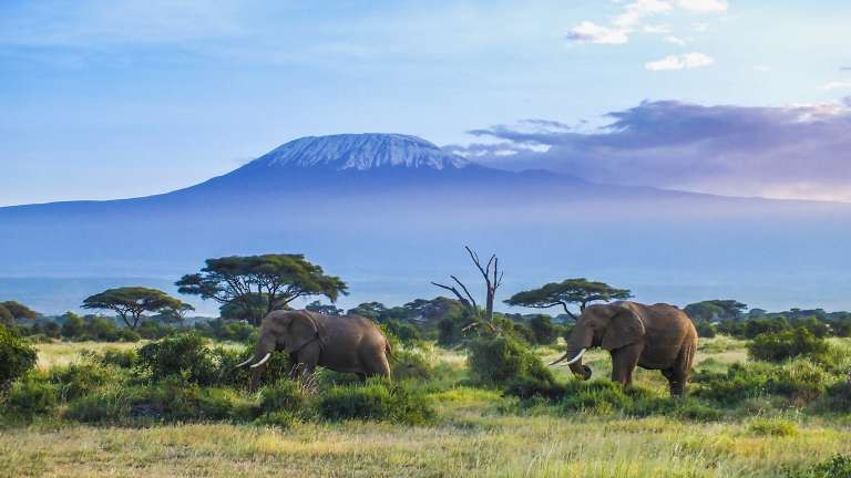 Elephants and mount Kilimanjaro in Amboseli