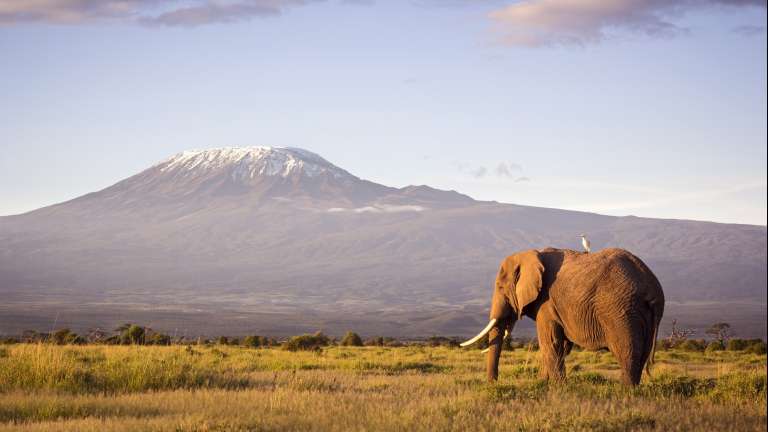 Elephant with Mount Kilimanjaro backdrop in Amboseli National Park, Kenya