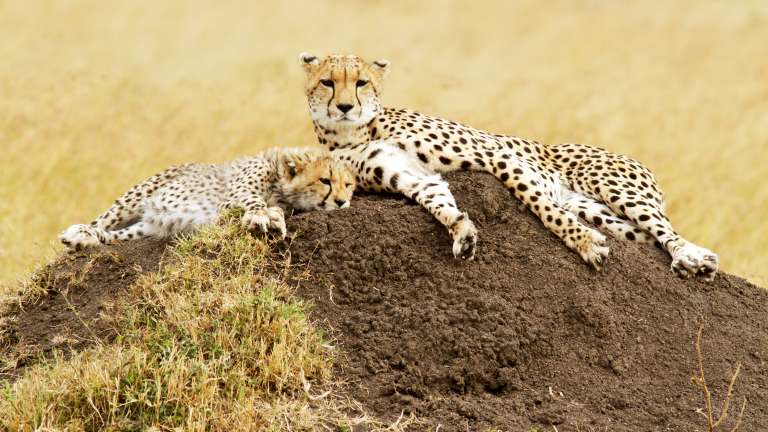 Masai mara cheetahs, Kenya