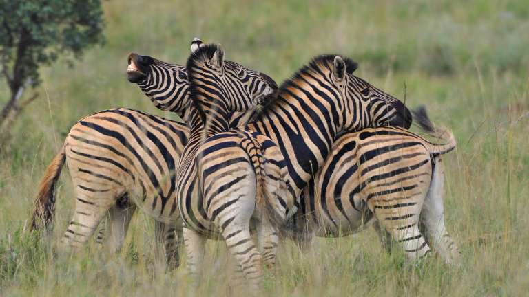 Botswana safari - Zebras