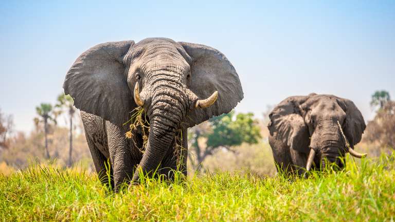 Botswana safari - Elephants in Okavango delta