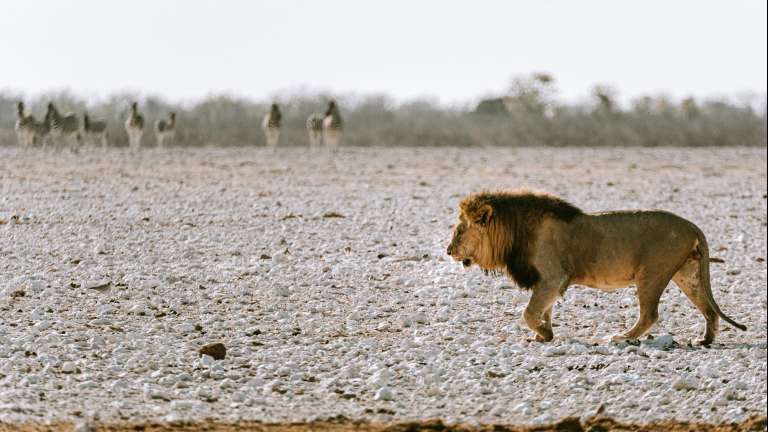 Lion in Etosha national park