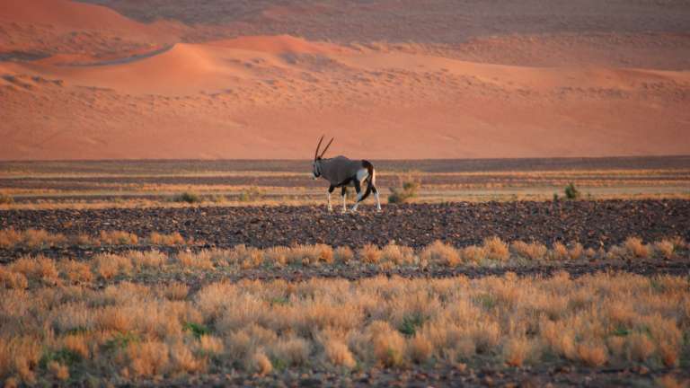 Oryx in the Namib desert