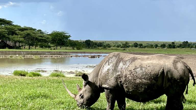 Ol Pejeta conservancy rhino