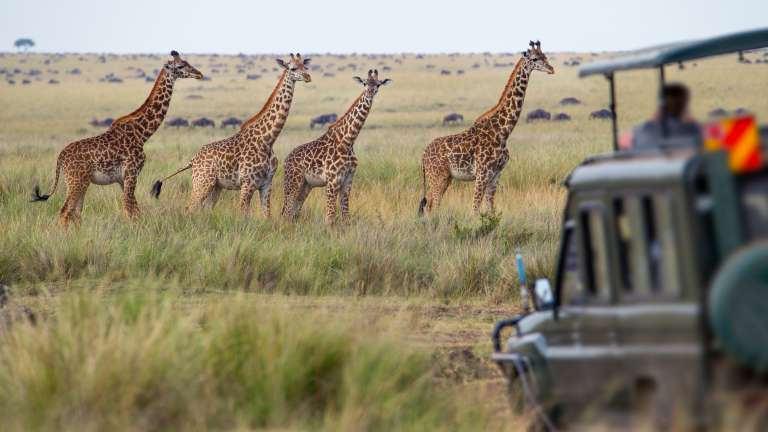 Safari game drive with giraffe in Masai mara