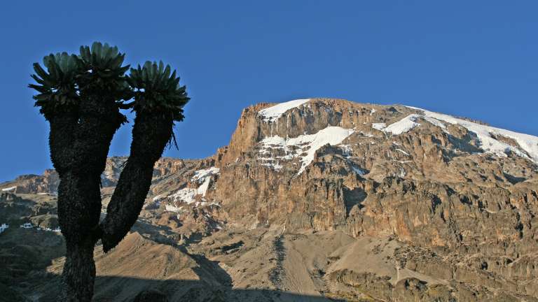 Giant lobelia in shade Kilimanjaro in full sun scenic photo
