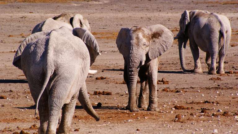 Etosha Elephants