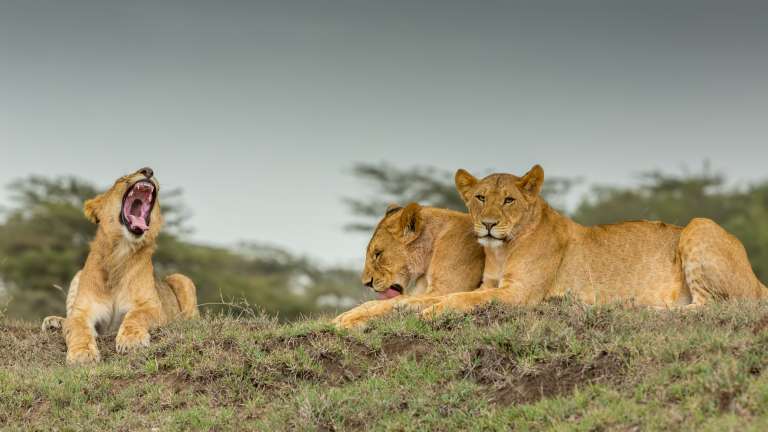 Masai Mara lions