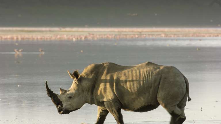 White rhino walking on shore of lake Nakuru