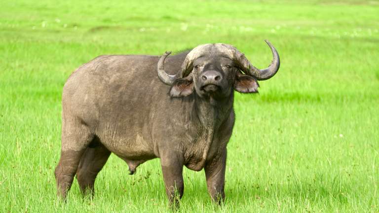 Buffalo Ngorogoro