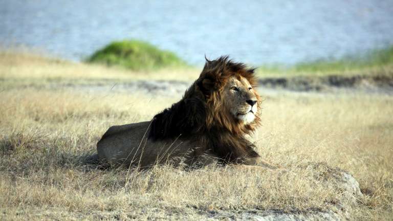 Lion Ngorongoro crater