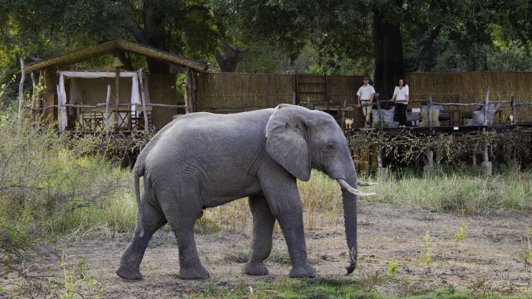 Elephant in front of Treehouse