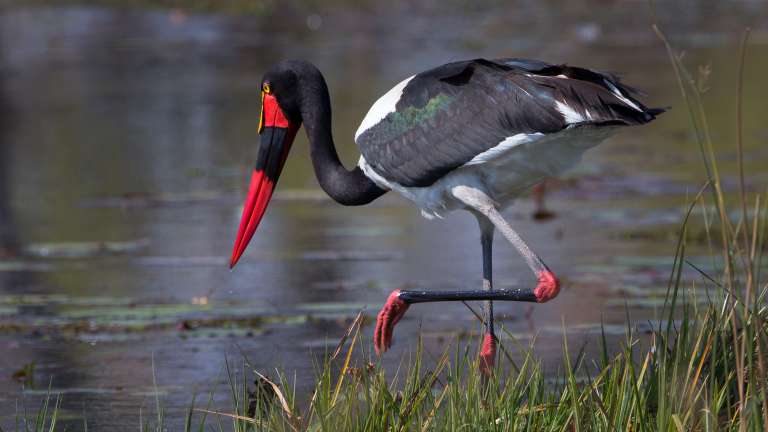 Saddle-billed stork South Luangwa national park