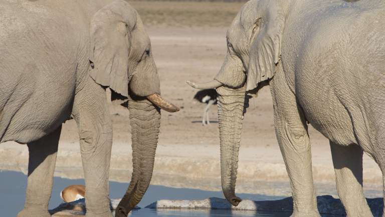Elephants at waterhole in Etosha
