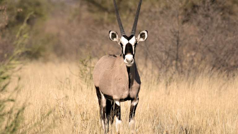 Oryx Kalahari 