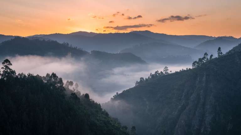 Bwindi impenetrable forest uganda safari