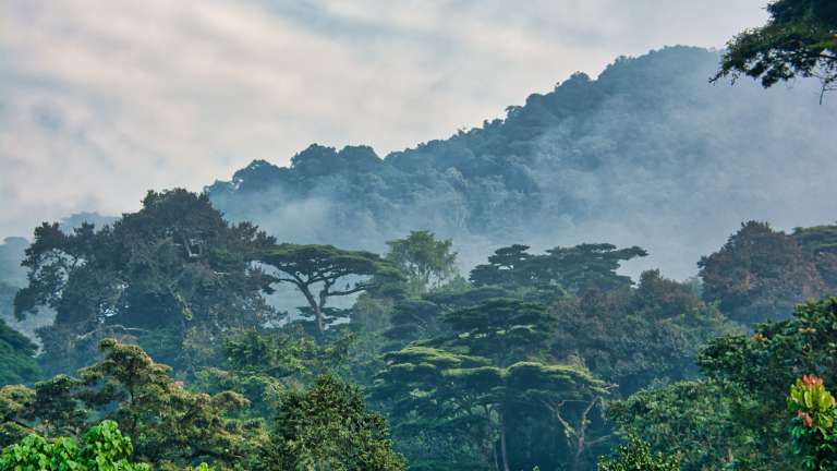 Bwindi impenetrable forest uganda