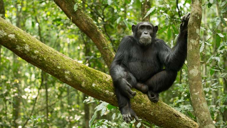 Kibale forest chimpanzee