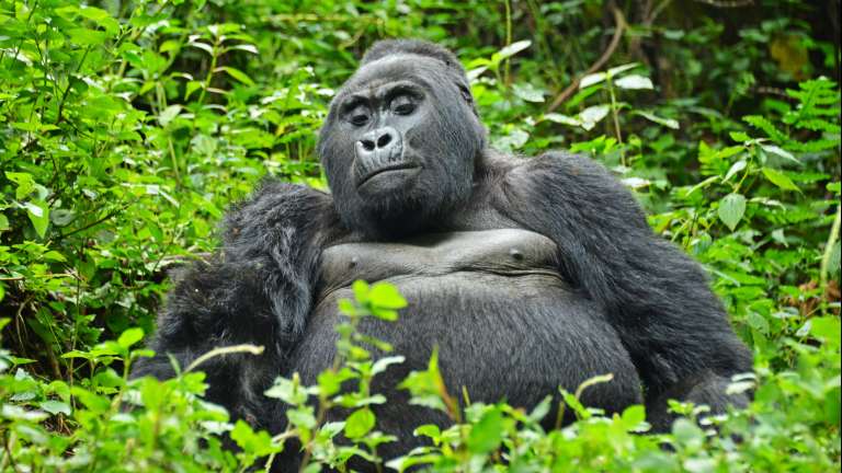Gorilla in Bwindi impenetrable forest