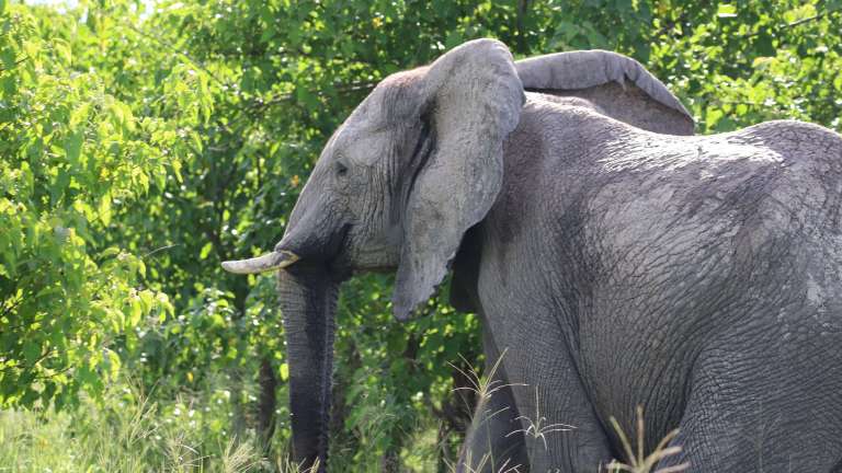 Moremi elephant