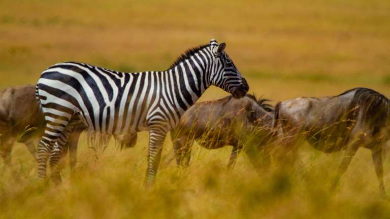 Maasai mara zebra and wildebeest
