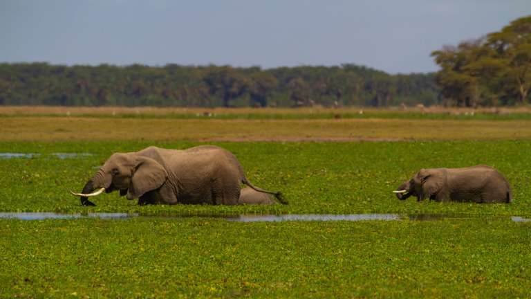Elephants in Amboseli
