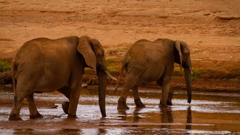 Samburu Elephants