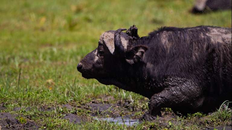 Buffalo in Amboseli- Kenya
