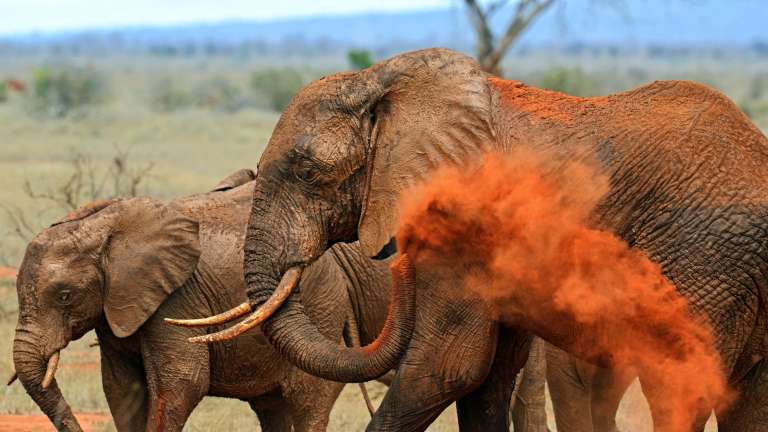 Elephants in Tsavo
