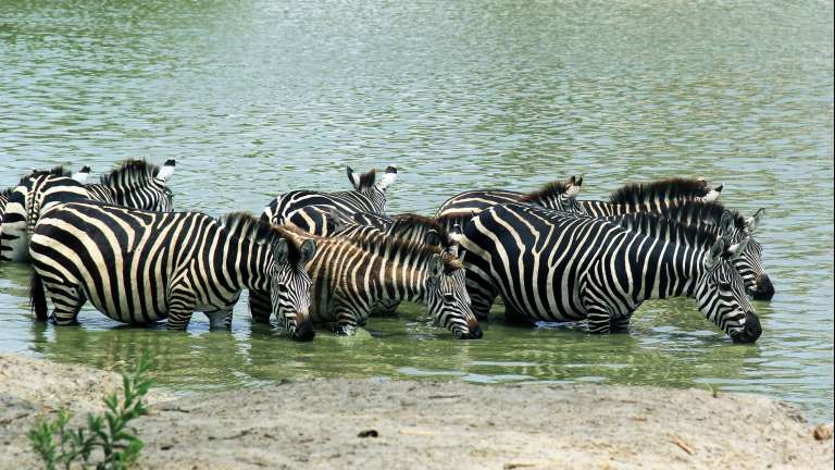 Zebra drinking at Tarangire np