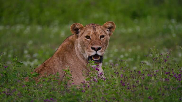 Lioness in Ngorongoro Crater