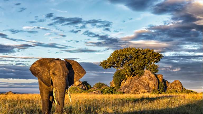 Lone Elephant in Serengeti