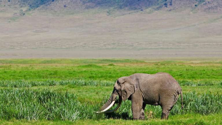 Ngorongoro Elephant bull