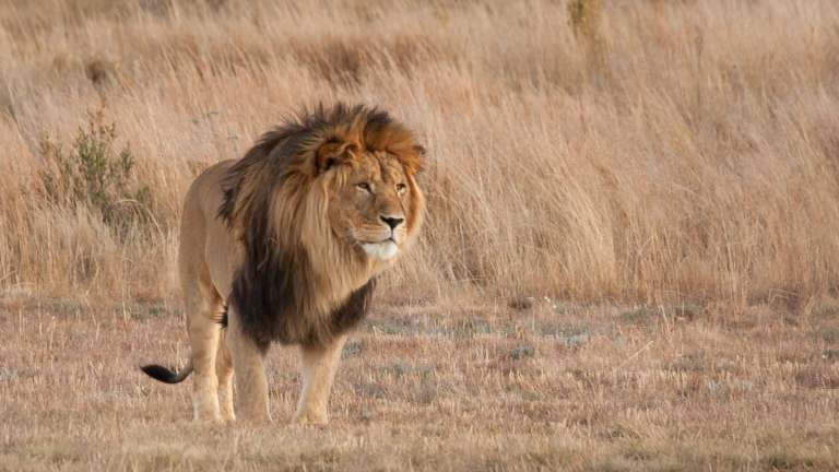 Lion in Timbavati