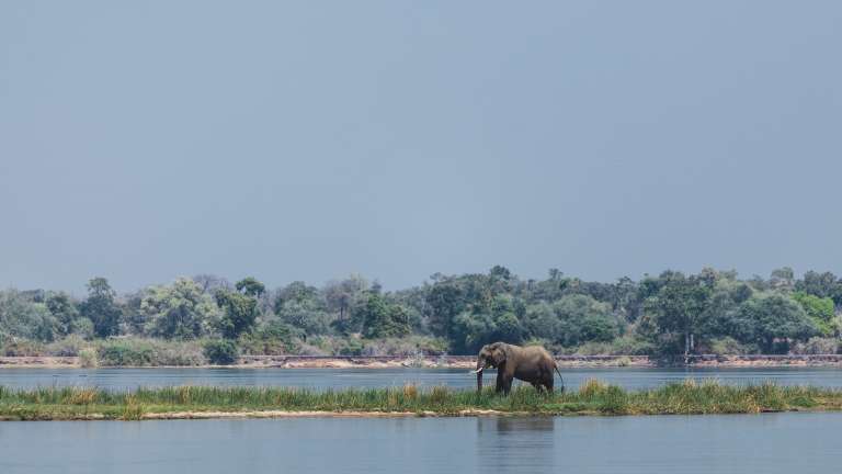 Lower Zambezi Elephant in river