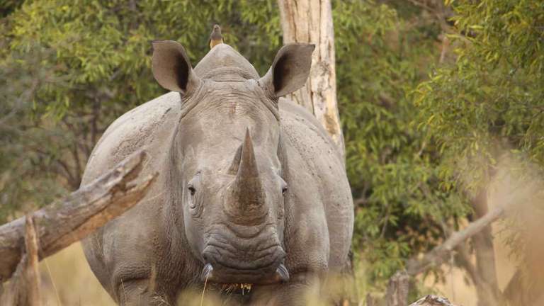 White Rhino