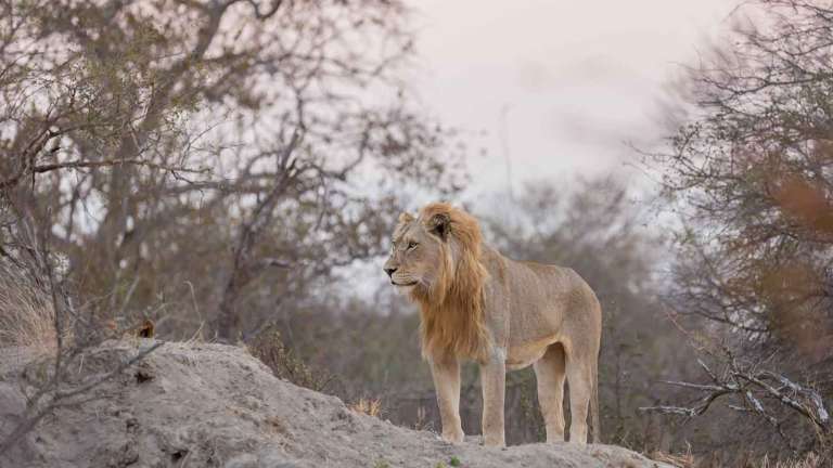 Male lion on termite mound