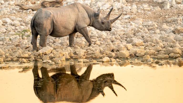 Etosha Black rhino 