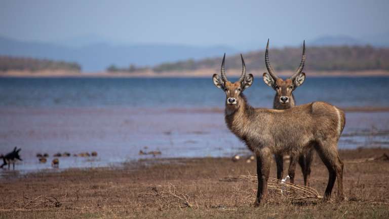 Lake Kariba Waterbuck