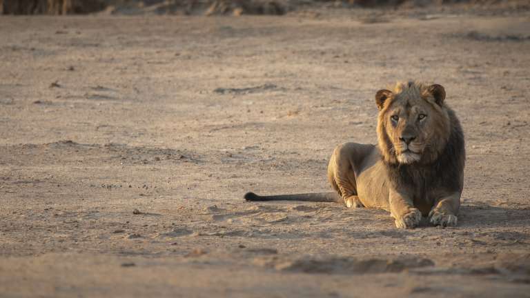 Mana pools lion