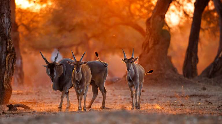 Eland Mana pools, Zimbabwe